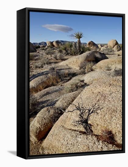 Typical Landscape, Joshua Tree National Park, California, United States of America, North America-James Hager-Framed Stretched Canvas