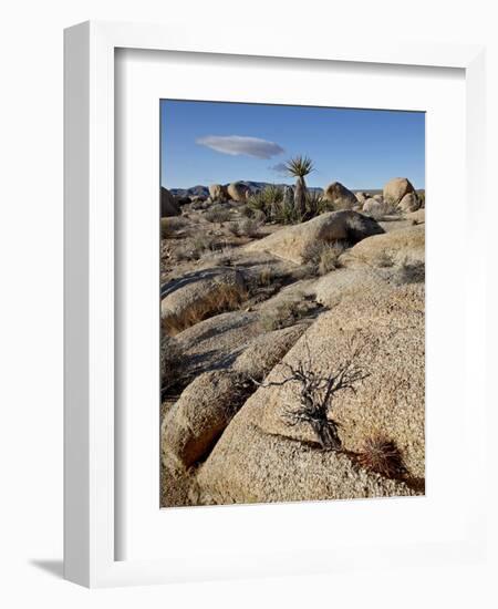 Typical Landscape, Joshua Tree National Park, California, United States of America, North America-James Hager-Framed Photographic Print