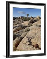 Typical Landscape, Joshua Tree National Park, California, United States of America, North America-James Hager-Framed Photographic Print