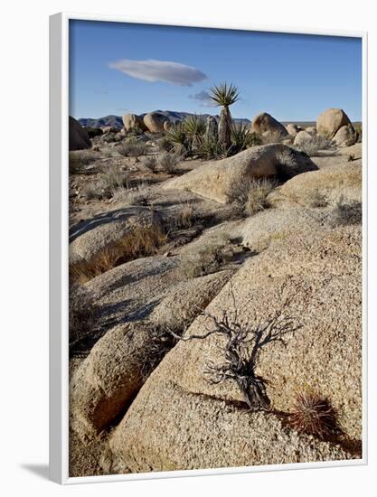 Typical Landscape, Joshua Tree National Park, California, United States of America, North America-James Hager-Framed Photographic Print