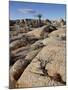 Typical Landscape, Joshua Tree National Park, California, United States of America, North America-James Hager-Mounted Photographic Print