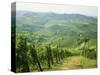 Typical Landscape of Vines in the Colli Piacentini, Piacenza, Emilia Romagna, Italy, Europe-Michael Newton-Stretched Canvas