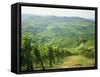 Typical Landscape of Vines in the Colli Piacentini, Piacenza, Emilia Romagna, Italy, Europe-Michael Newton-Framed Stretched Canvas