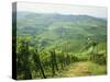 Typical Landscape of Vines in the Colli Piacentini, Piacenza, Emilia Romagna, Italy, Europe-Michael Newton-Stretched Canvas