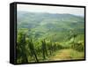 Typical Landscape of Vines in the Colli Piacentini, Piacenza, Emilia Romagna, Italy, Europe-Michael Newton-Framed Stretched Canvas