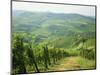 Typical Landscape of Vines in the Colli Piacentini, Piacenza, Emilia Romagna, Italy, Europe-Michael Newton-Mounted Photographic Print