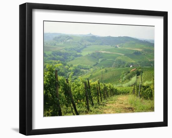 Typical Landscape of Vines in the Colli Piacentini, Piacenza, Emilia Romagna, Italy, Europe-Michael Newton-Framed Photographic Print