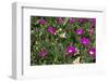 Typical Mediterranean Flora-sophysweden-Framed Photographic Print