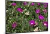 Typical Mediterranean Flora-sophysweden-Mounted Photographic Print