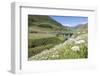 Typical red Swiss train on Hospental Viadukt surrounded by creek and blooming flowers, Andermatt, C-Roberto Moiola-Framed Photographic Print