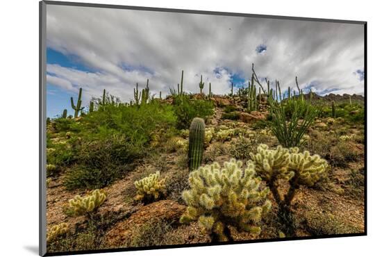 Photographic Print, , large