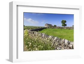 Typical Spring Landscape of Country Lane, Dry Stone Walls, Tree and Barn, May, Litton-Eleanor Scriven-Framed Photographic Print