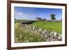 Typical Spring Landscape of Country Lane, Dry Stone Walls, Tree and Barn, May, Litton-Eleanor Scriven-Framed Photographic Print
