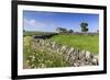 Typical Spring Landscape of Country Lane, Dry Stone Walls, Tree and Barn, May, Litton-Eleanor Scriven-Framed Photographic Print