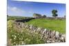 Typical Spring Landscape of Country Lane, Dry Stone Walls, Tree and Barn, May, Litton-Eleanor Scriven-Mounted Photographic Print