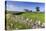 Typical Spring Landscape of Country Lane, Dry Stone Walls, Tree and Barn, May, Litton-Eleanor Scriven-Stretched Canvas