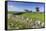 Typical Spring Landscape of Country Lane, Dry Stone Walls, Tree and Barn, May, Litton-Eleanor Scriven-Framed Stretched Canvas