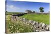 Typical Spring Landscape of Country Lane, Dry Stone Walls, Tree and Barn, May, Litton-Eleanor Scriven-Stretched Canvas