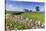 Typical Spring Landscape of Country Lane, Dry Stone Walls, Tree and Barn, May, Litton-Eleanor Scriven-Stretched Canvas