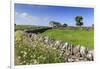 Typical Spring Landscape of Country Lane, Dry Stone Walls, Tree and Barn, May, Litton-Eleanor Scriven-Framed Premium Photographic Print