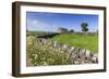 Typical Spring Landscape of Country Lane, Dry Stone Walls, Tree and Barn, May, Litton-Eleanor Scriven-Framed Photographic Print