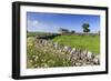 Typical Spring Landscape of Country Lane, Dry Stone Walls, Tree and Barn, May, Litton-Eleanor Scriven-Framed Photographic Print