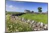 Typical Spring Landscape of Country Lane, Dry Stone Walls, Tree and Barn, May, Litton-Eleanor Scriven-Mounted Photographic Print