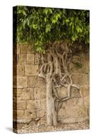 Typical Tree-Massimo Borchi-Stretched Canvas