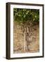 Typical Tree-Massimo Borchi-Framed Photographic Print