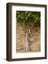 Typical Tree-Massimo Borchi-Framed Photographic Print