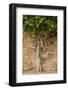 Typical Tree-Massimo Borchi-Framed Photographic Print