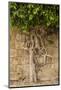 Typical Tree-Massimo Borchi-Mounted Photographic Print