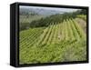 Typical Tuscan View around the Area of Lamole, Near Greve, Chianti, Tuscany, Italy, Europe-Robert Harding-Framed Stretched Canvas