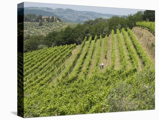 Typical Tuscan View around the Area of Lamole, Near Greve, Chianti, Tuscany, Italy, Europe-Robert Harding-Stretched Canvas