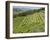 Typical Tuscan View around the Area of Lamole, Near Greve, Chianti, Tuscany, Italy, Europe-Robert Harding-Framed Photographic Print