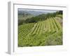 Typical Tuscan View around the Area of Lamole, Near Greve, Chianti, Tuscany, Italy, Europe-Robert Harding-Framed Photographic Print