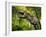 Tyrannosaurus Dinosaur, Artwork-Walter Myers-Framed Photographic Print