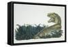 Tyrannosaurus, Jurassic Period-null-Framed Stretched Canvas
