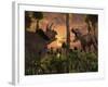 Tyrannosaurus Rex and Triceratops Meet for a Battle to the Death-Stocktrek Images-Framed Photographic Print