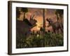 Tyrannosaurus Rex and Triceratops Meet for a Battle to the Death-Stocktrek Images-Framed Photographic Print