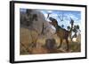 Tyrannosaurus Rex Attempts to Eat His Triceratops Kill While Pteranodons Harass Him-null-Framed Art Print