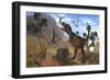 Tyrannosaurus Rex Attempts to Eat His Triceratops Kill While Pteranodons Harass Him-null-Framed Premium Giclee Print