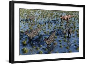 Tyrannosaurus Rex Chasing a Herd of Parasaurolophus Dinosaurs-null-Framed Art Print