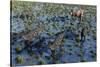 Tyrannosaurus Rex Chasing a Herd of Parasaurolophus Dinosaurs-null-Stretched Canvas