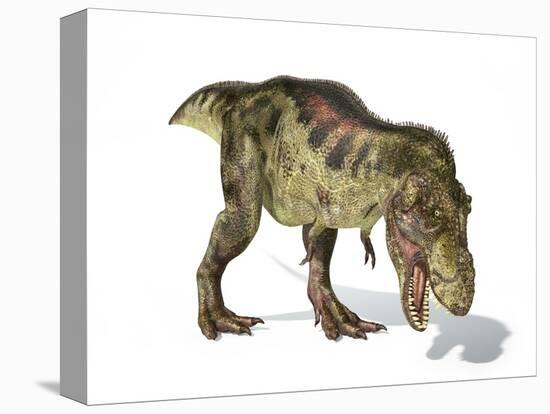 Tyrannosaurus Rex Dinosaur, Artwork-null-Stretched Canvas