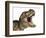 Tyrannosaurus Rex Dinosaur, Artwork-null-Framed Photographic Print