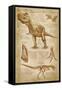 Tyrannosaurus Rex Dinosaur - DiVinci Style-Lantern Press-Framed Stretched Canvas