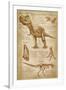Tyrannosaurus Rex Dinosaur - DiVinci Style-Lantern Press-Framed Art Print