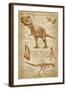 Tyrannosaurus Rex Dinosaur - DiVinci Style-Lantern Press-Framed Art Print