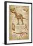 Tyrannosaurus Rex Dinosaur - DiVinci Style-Lantern Press-Framed Art Print